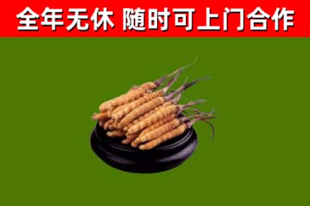 永登回收冬虫夏草