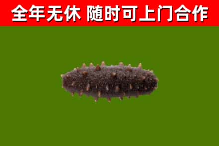 永登回收海参干